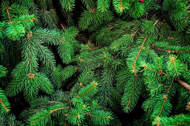 Weihnachtsbaumaktion 2026